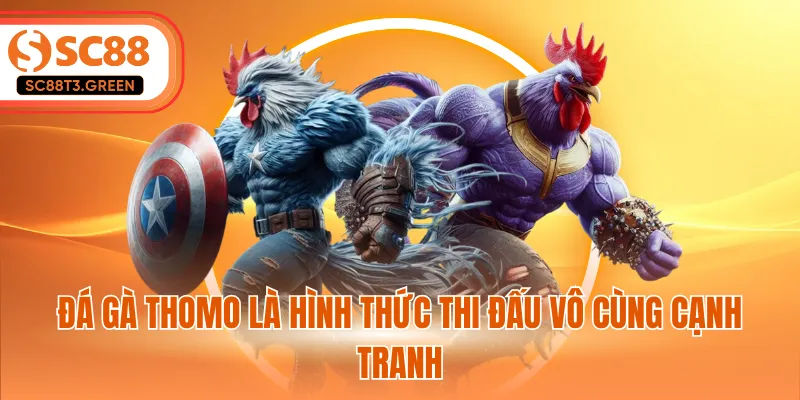 Đá gà Thomo là hình thức thi đấu vô cùng cạnh tranh