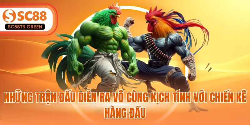 Những trận đấu diễn ra vô cùng kịch tính với chiến kê hàng đầu